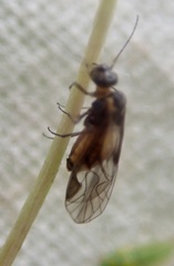 Philotarsidae