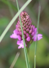Anacamptis pyramidalis