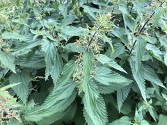 Urtica dioica