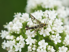 Chamaesphecia astatiformis