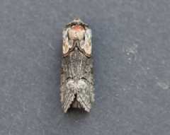 Abrostola asclepiadis