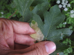 Heterarthrus leucomela