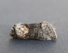 Abrostola asclepiadis
