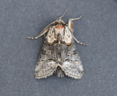 Abrostola asclepiadis