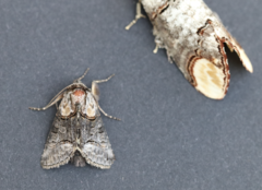 Abrostola asclepiadis