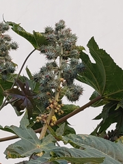 Ricinus communis
