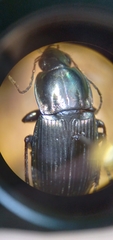 Poecilus lucublandus