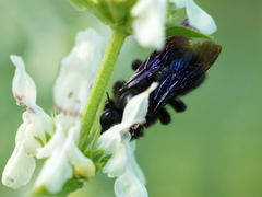 Xylocopa iris