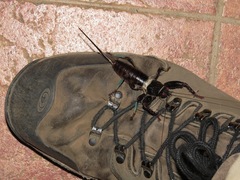 Colossopus grandidieri