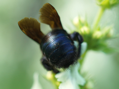 Xylocopa iris