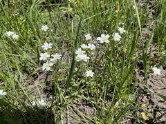 Cerastium velutinum