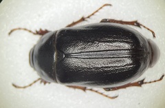 Phyllophaga fusca