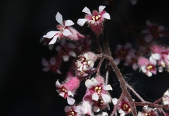 Heuchera elegans