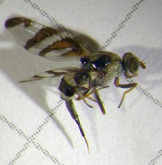Myennis octopunctata
