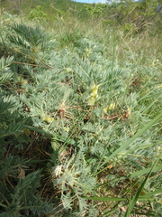 Astragalus arnacantha