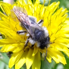 Andrena frigida