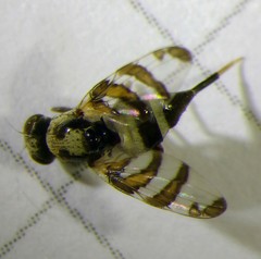 Myennis octopunctata