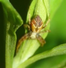 Philodromus floridensis