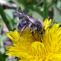 Andrena frigida