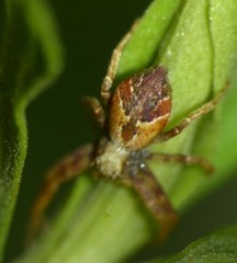 Philodromus floridensis