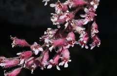 Heuchera elegans