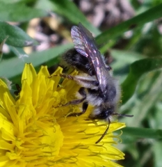 Andrena frigida
