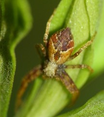 Philodromus floridensis