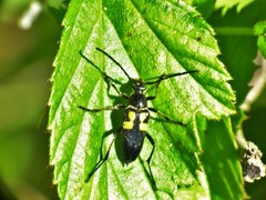 Typocerus lunulatus
