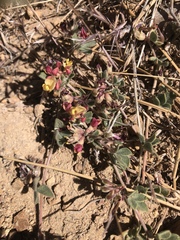 Acmispon decumbens davidsonii