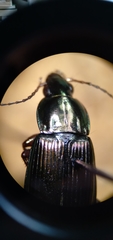 Poecilus lucublandus