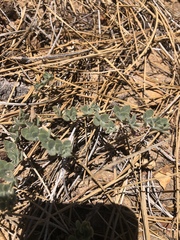 Acmispon decumbens davidsonii