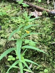Melampyrum sylvaticum