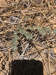 Acmispon decumbens davidsonii