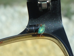 Polydrusus pterygomalis