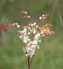 Filipendula vulgaris
