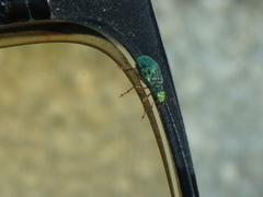 Polydrusus pterygomalis