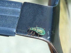 Polydrusus pterygomalis