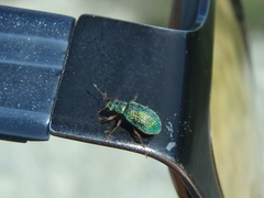 Polydrusus pterygomalis