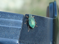 Polydrusus pterygomalis