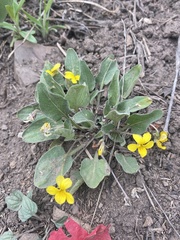 Viola vallicola