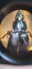 Poecilus lucublandus
