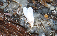 Coniopteryx maculithorax