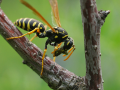Polistes dominula