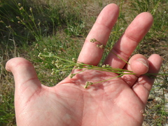 Galium xeroticum