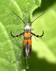 Aetole unipunctella