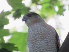 Accipiter cooperii