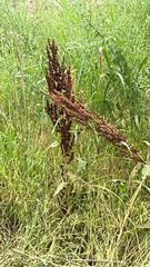 Rumex crispus