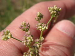 Galium xeroticum