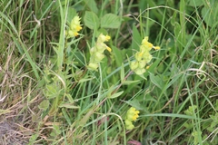 Rhinanthus minor