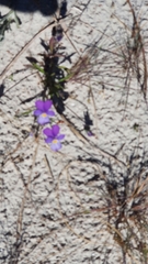 Viola tricolor curtisii